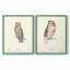 Scops Eared Owl - reproduction encadrée de qualité supérieure - prête à être accrochée - aucun clou requis - aucun clou requis-811251301-811251327