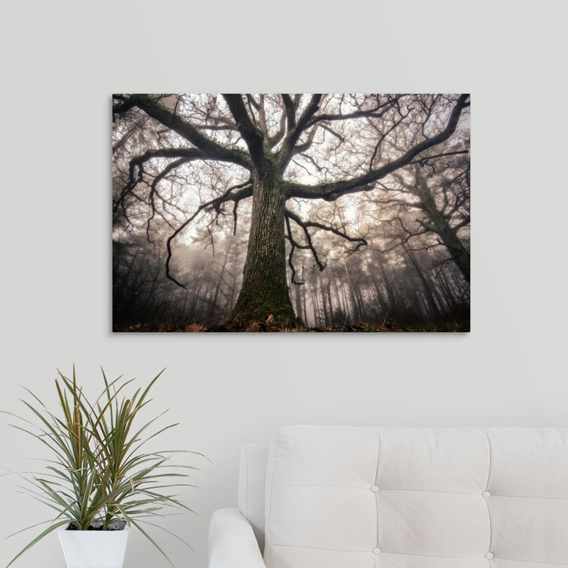 « the old oak », reproduction de photo sur toile, H 20 po x l 30 po x P 1,5 po