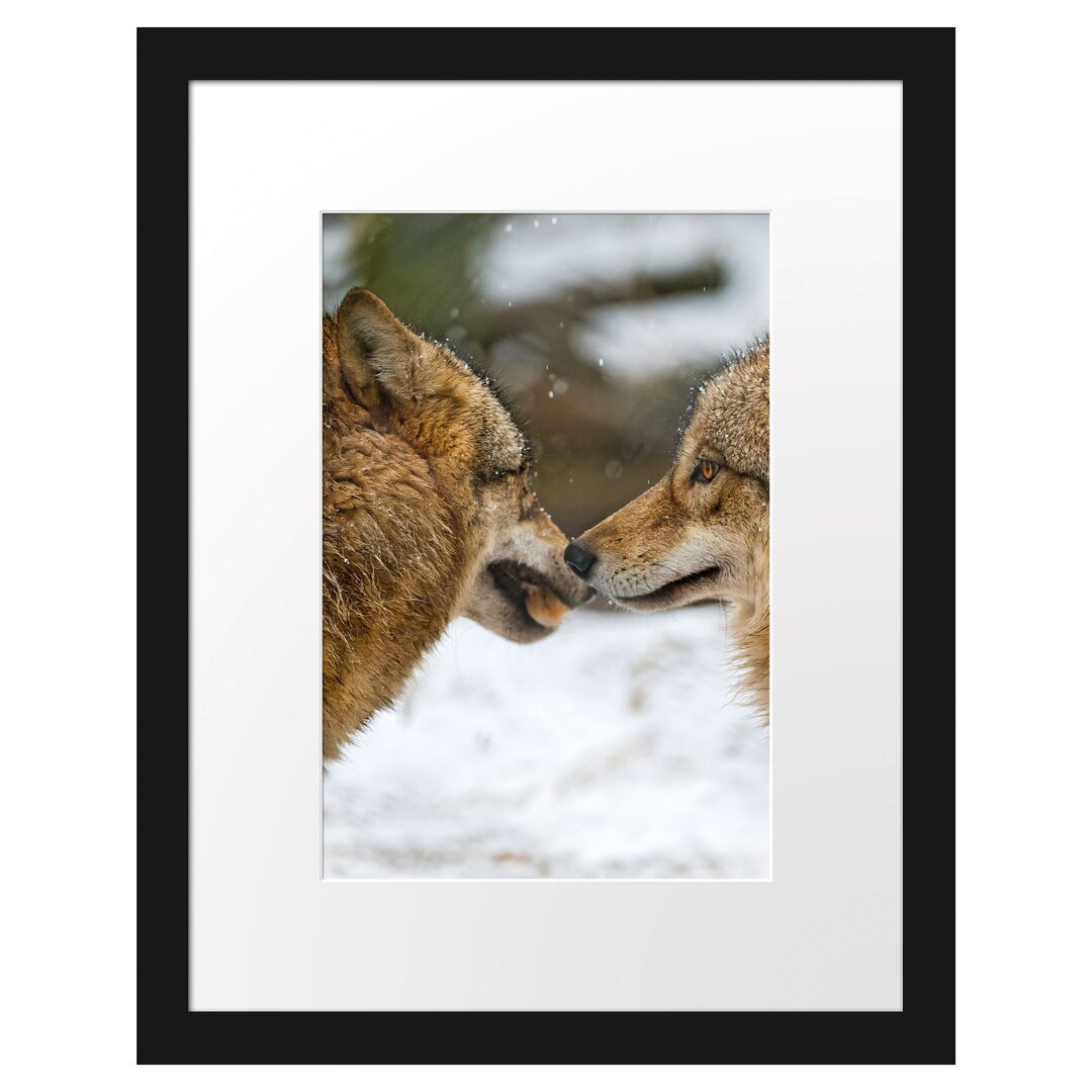 Gerahmtes Poster Liebevolle Wölfe im Schnee