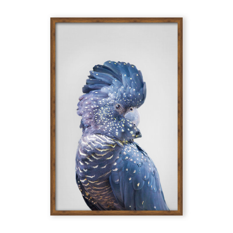 Nature Inspired Black Cockatoo by  - Picture Frame Photograph on Paper, 24" H x 16" W x 1.125" D, Framed Matted Print, Black