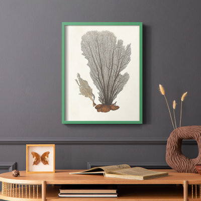 Knorr Shells & Coral III Framed Print - Solid Wood