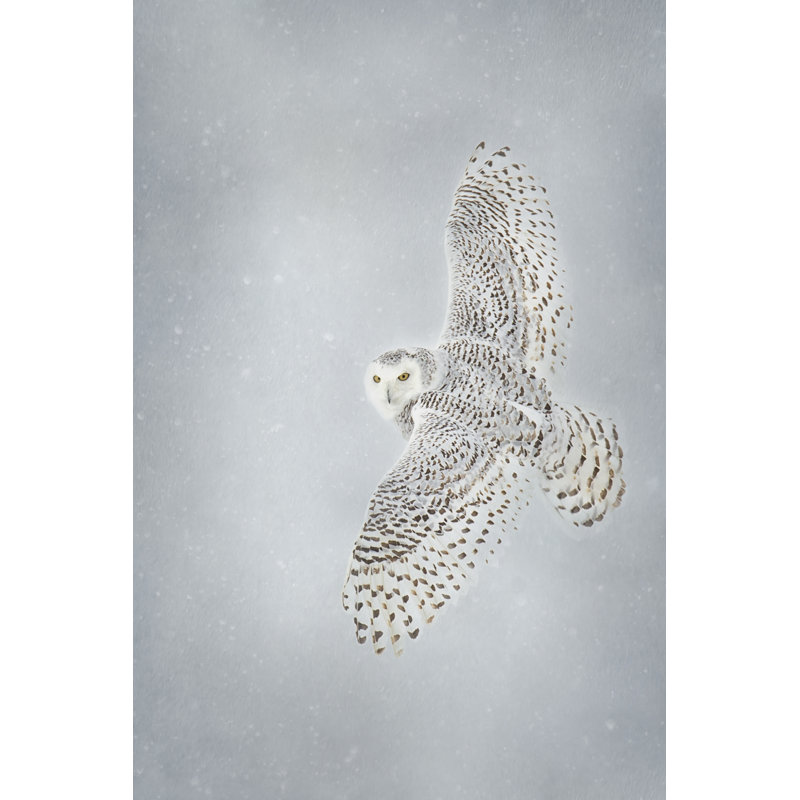 " Owl In Flight II " by P.H. Burchett Painting Print, 12" H x 8" W x 1.25" D