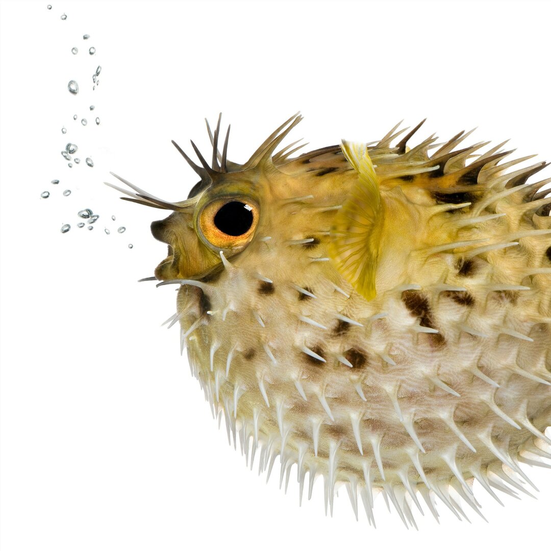 Seidenmatte Tapete Blowfish