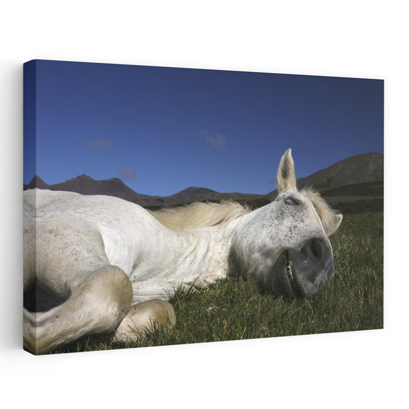 «Happy Sleeping Horse Peaceful Serene Abstract Horse Landscape», reproduction d'art murale, H 16 po x l 24 po