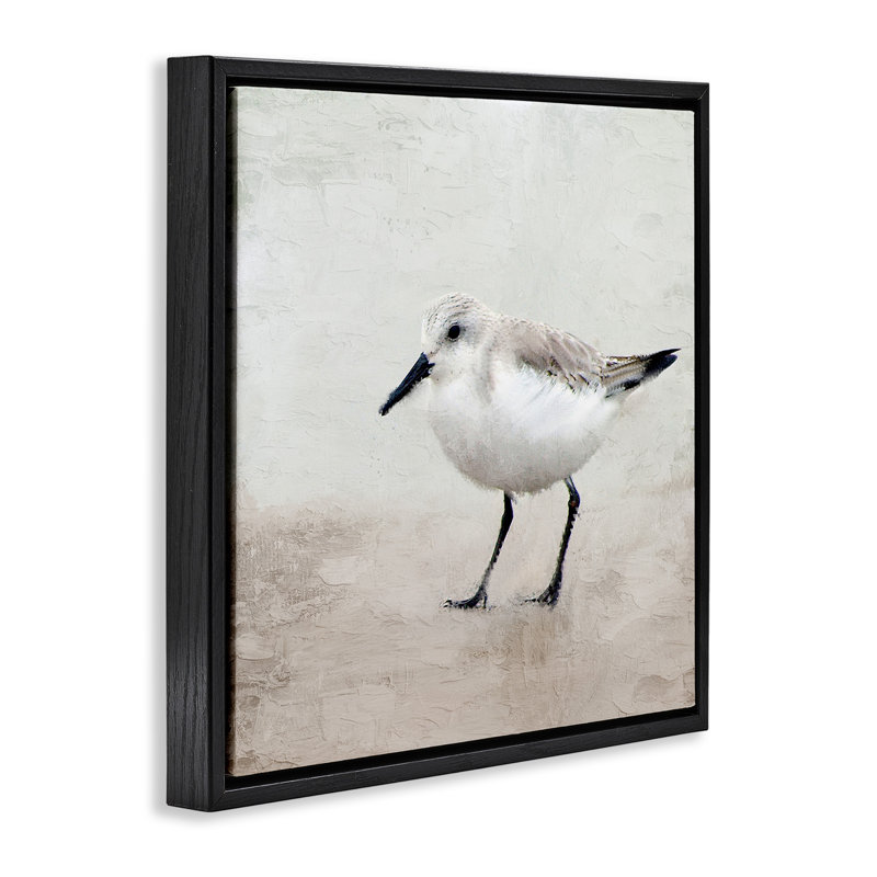 Portrait d'un oiseau bécasseau solitaire, Cadre flottant noir de jais, H 25 po x l 25 po