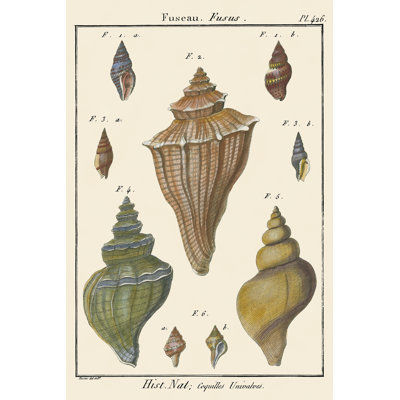Fuseau Shell Pl. 426 by Vision Studio - Wrapped Canvas Print