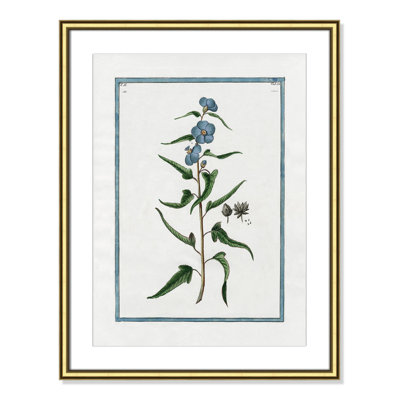 Colombe "Shabby Elegance Botanical I" Print
