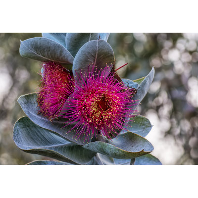 " Eucalyptus Macrocarpa "