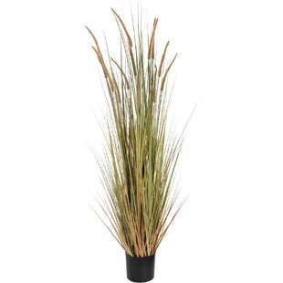 153cm Field Grass in Pot
