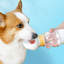 Bouteille d'eau portative pour chien avec gobelet combiné pour boisson, 10,03 po x 3,93 po x 2,75 po, blanc-131407687