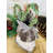 Christmas Angel Decorative Accent