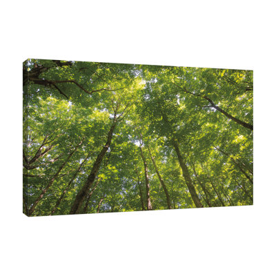 «Hardwood Forest Canopy IV», toile tendue par Alan Majchrowicz