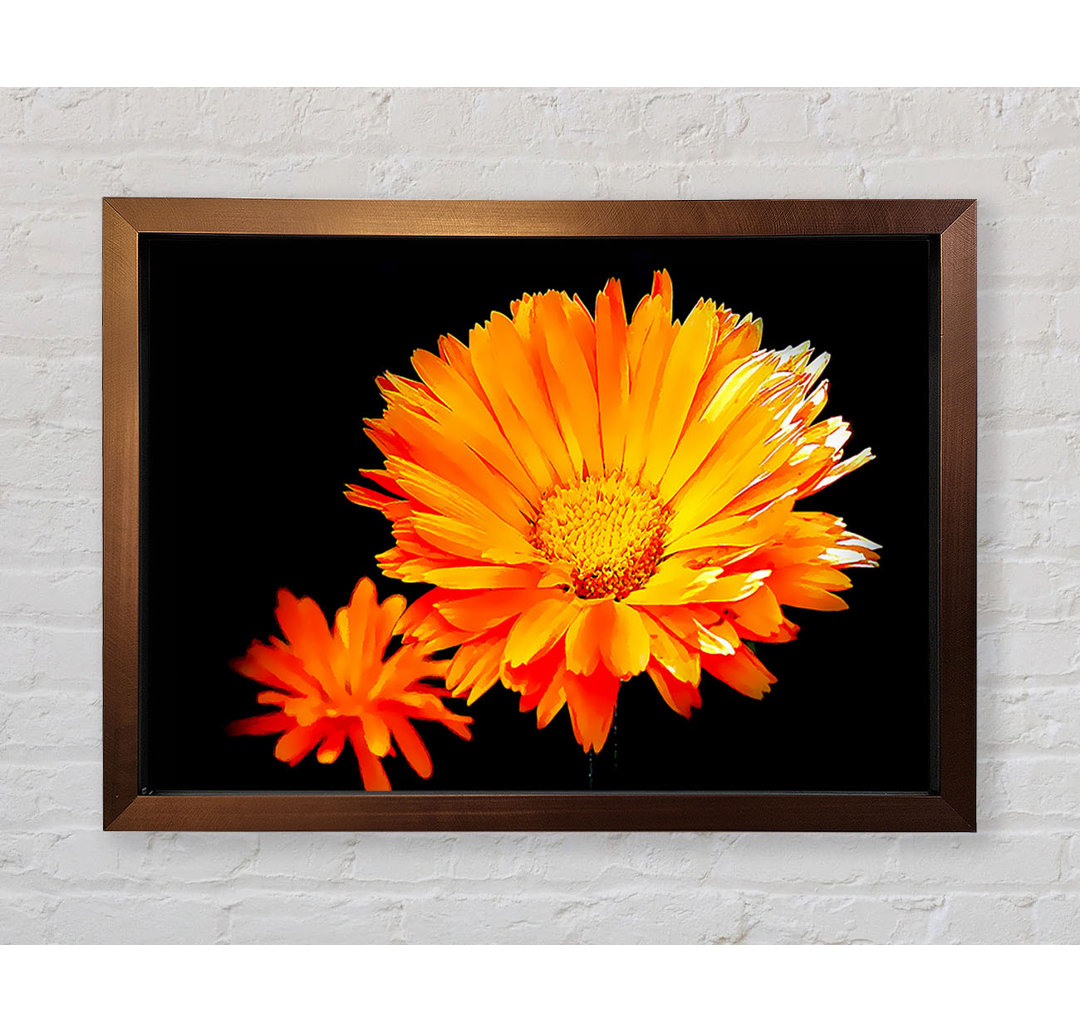 Leuchtend orangefarbene Gerberas - Druck