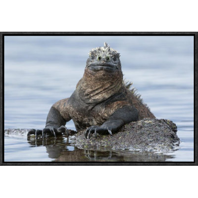 " Marine Iguana On Rock "