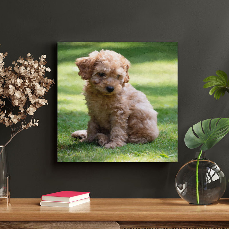 «Brown Poodle Puppy on Green Grass Field pendant Daytime», reproduction d'art graphique sur toile tendue, H 32 po x l 32 po