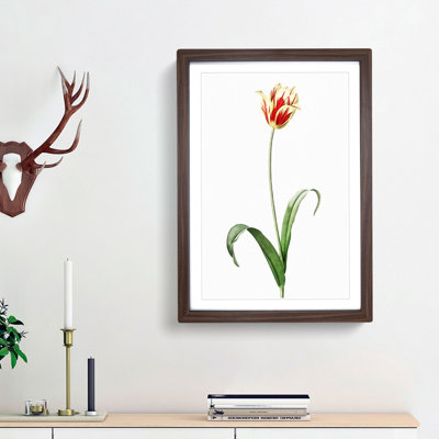 Didier's Tulip by Pierre-Joseph Redoute - Picture Frame Painting Print