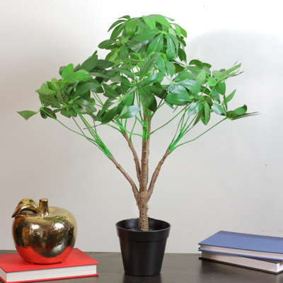 Parasol 23 po Schefflera Arboricola