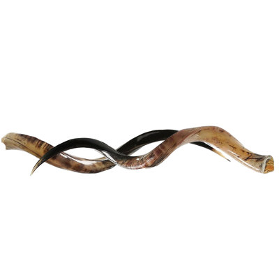 Polished Kudu Horn Pair
