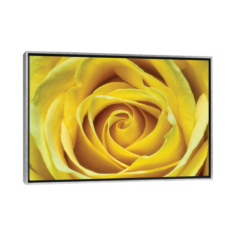 Jaune rose par Glauco Meneghelli-impression, Toile avec cadre argenté, Pas de tapis, H 18 po x l 26 po x P 1,5 po