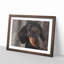 Portrait of a Dachshund Dog - Picture Frame Painting Print-56758380-56758381
