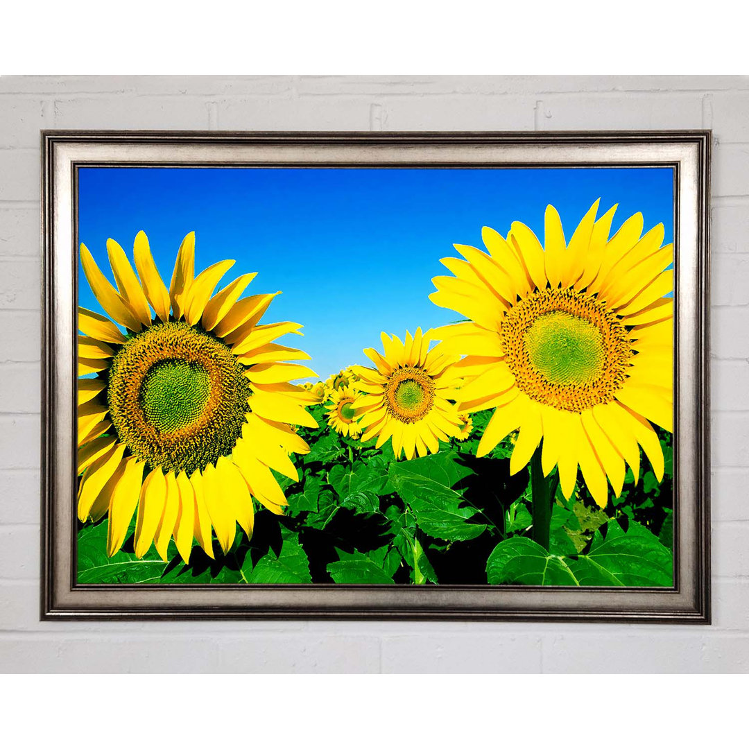 Riesige Sonnenblumenköpfe im blauen wolkenlosen Himmel - Einzelne Bilderrahmen Kunstdrucke