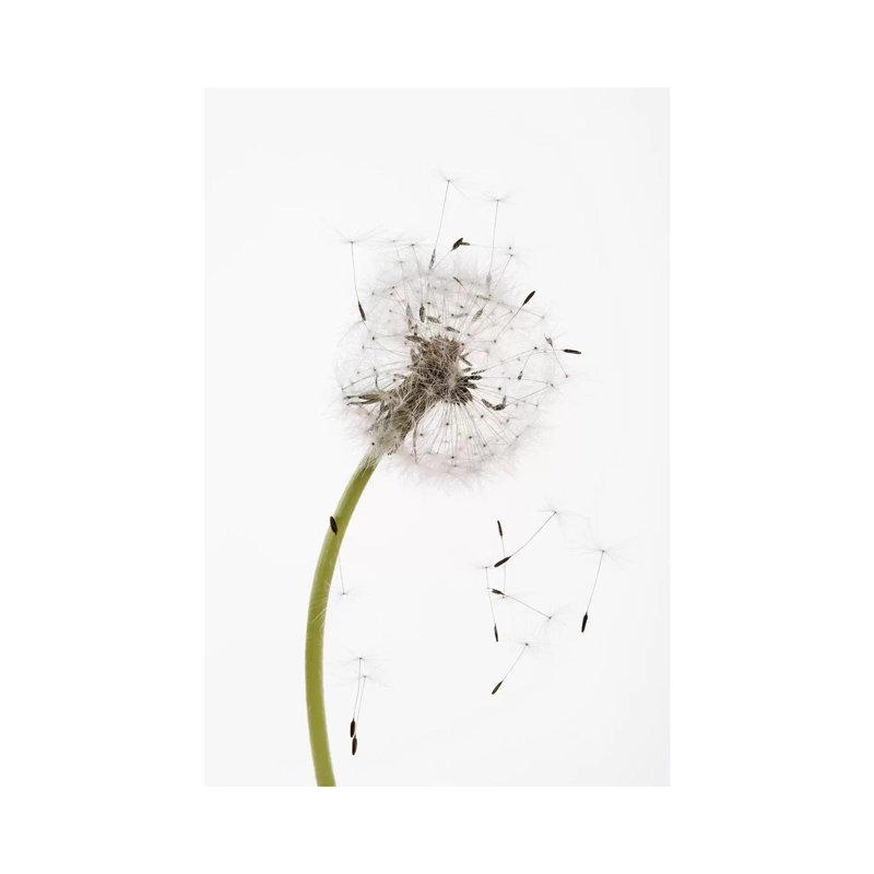 Close-Up Dandelion Seeds - Wrapped Canvas Print, 66.04 cm H x 45.72 cm W x 1.91 cm D