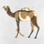 Toile rétro Dromadaire - Décoration encadrée de faune brune-120118872