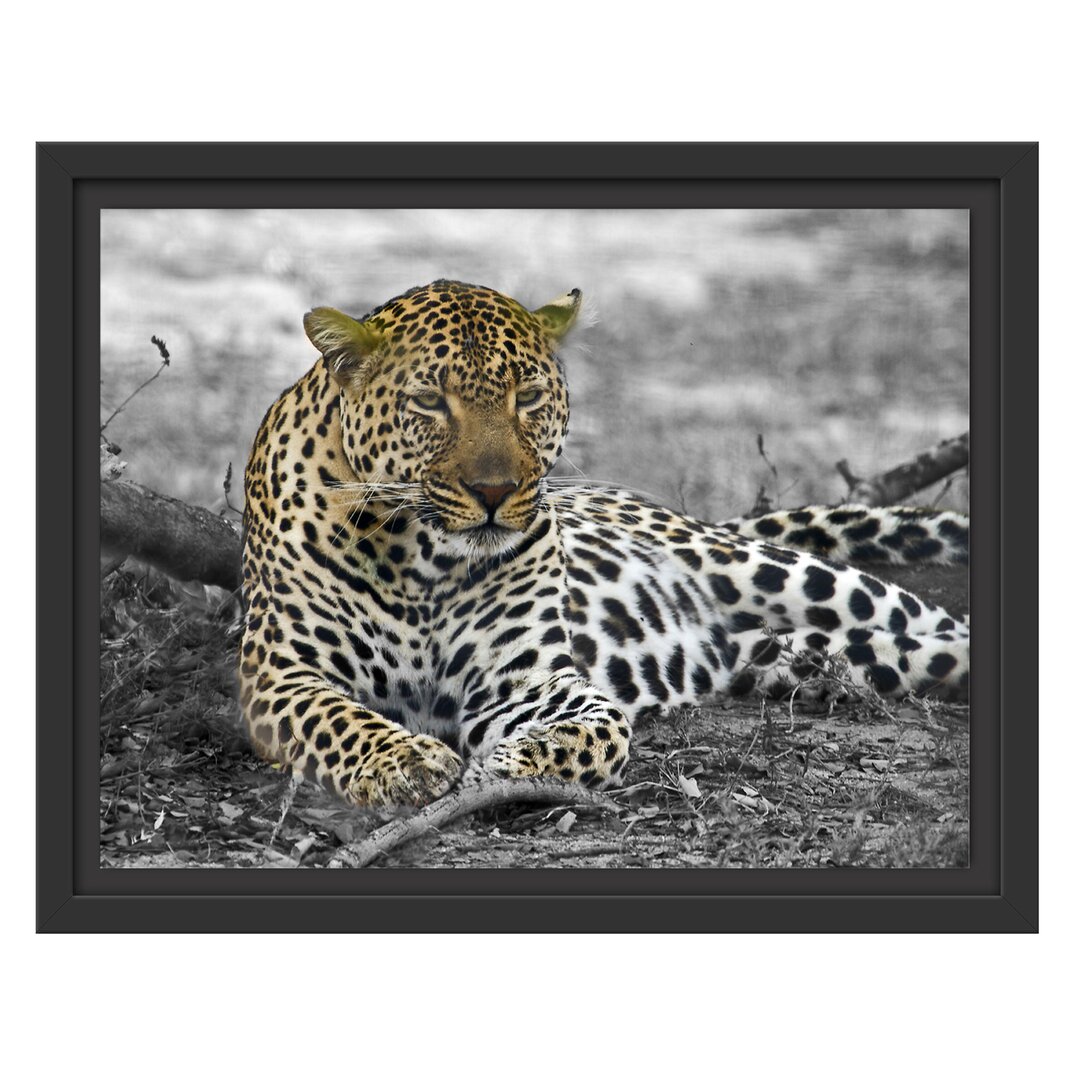 Gerahmtes Wandbild schÃ¶ner Leopard liegtLaub