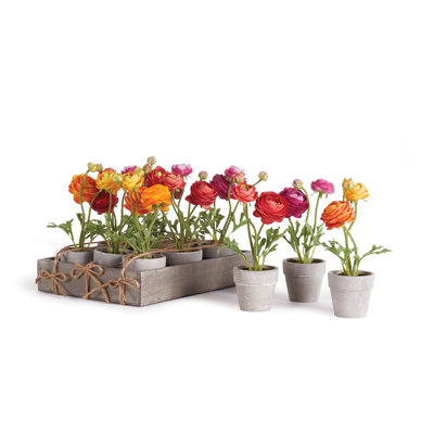Alina Mini Ranunculus 1 " Potted