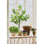Blooms African Violet Plant In Terracotta Planter-2125946358-2125812947