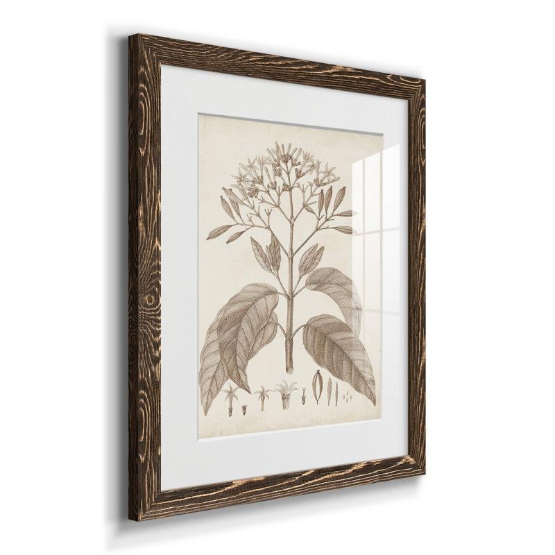 Antique sépia botanicals III - ensemble de 2 reproductions d'art sur papier encadré, Papier, cadre noyer