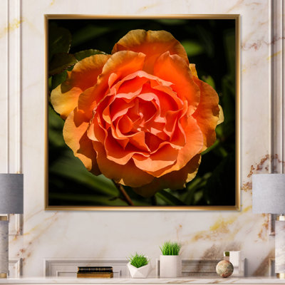 Gros plan sur une rose jaune-orange - sur