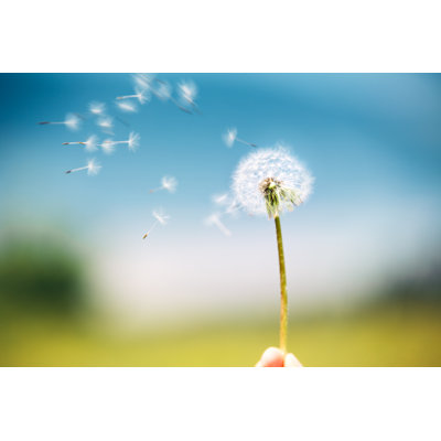 Wind Blowing Dandelion by Borchee