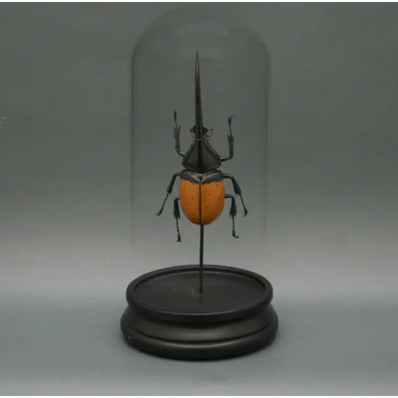 Viscardi Hercules Beetle Glass Cloche