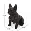 Statue de jardin d'extérieur bouledogue français, aucun assemblage requis-1455500442