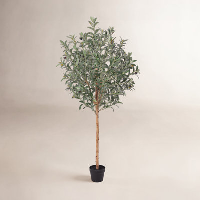 Ashwell Olive Plant in Pot