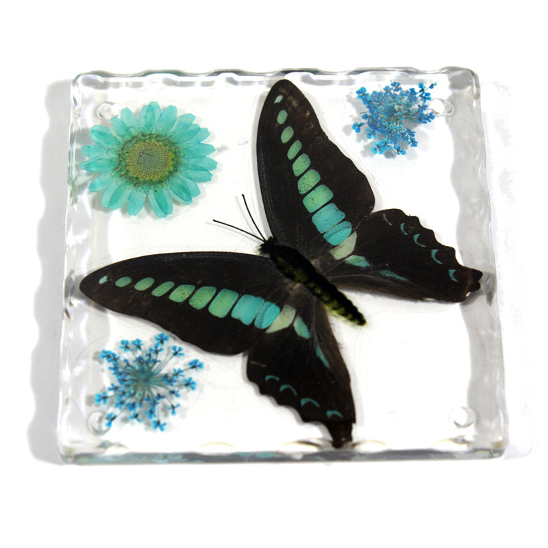 Sous-verres papillon à bouteilles réelles