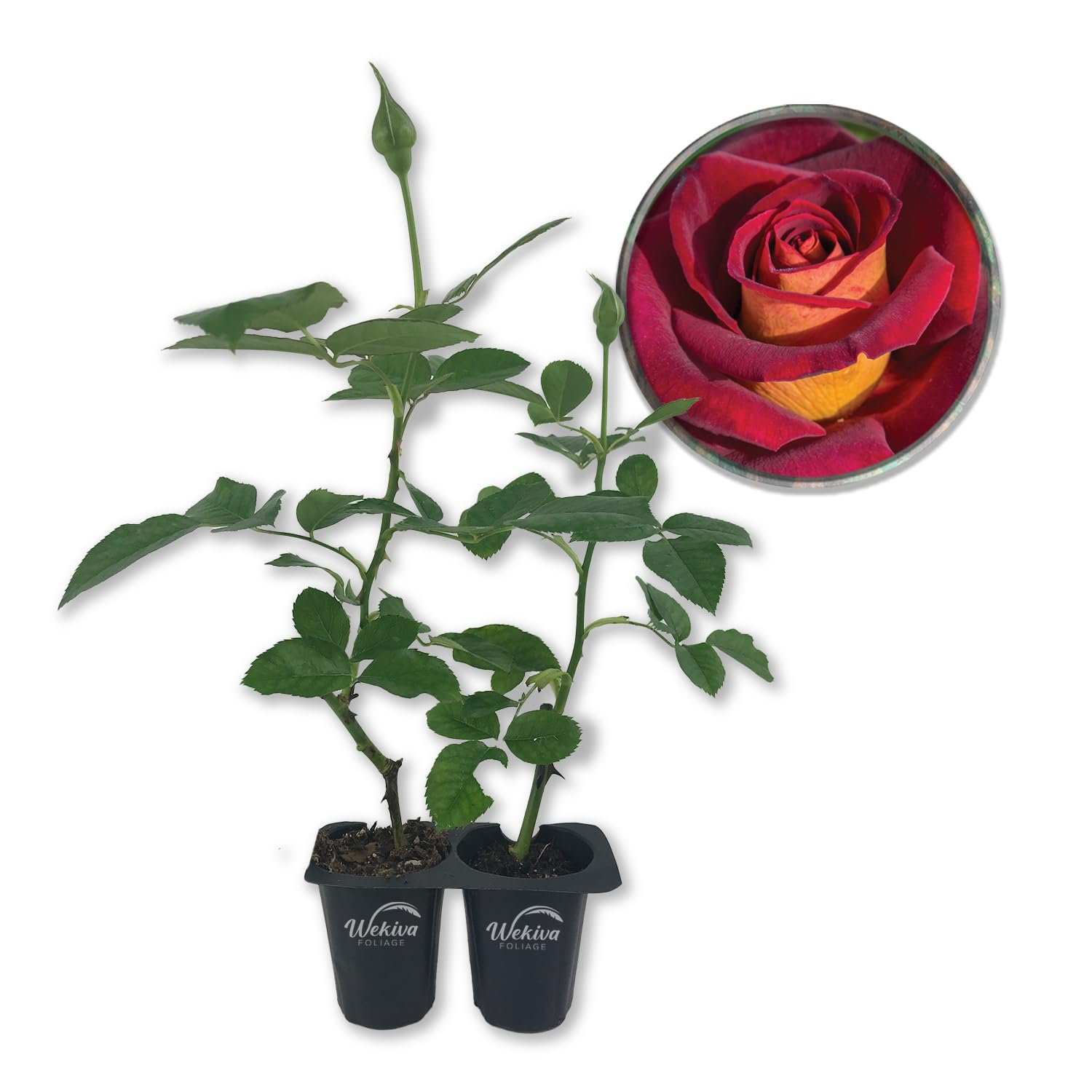 Wekiva Foliage LLC Dark Night Rose Bush - Live Starter Plants in 2 Inch ...