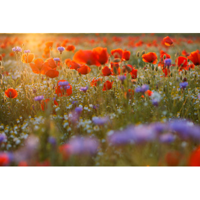Poppy Field - Wrapped Canvas Print