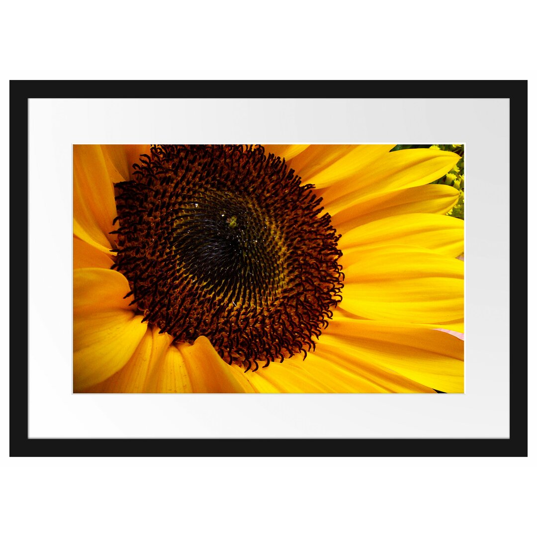 Große anmutige Sonnenblume Gerahmte Fotokunstdruck Poster