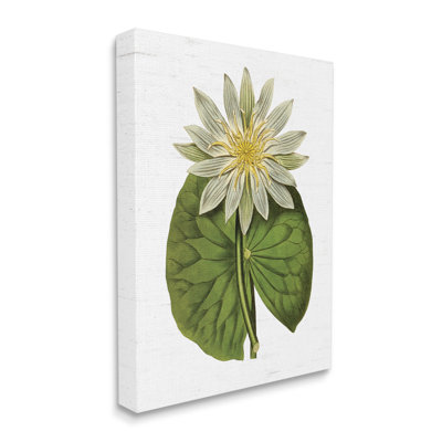 " Vintage Water Lily Floral And Pond Plant Pad " by Lettered And Lined