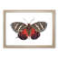 Icarus Moth by George Shaw - Framed Print-55579156-55579158