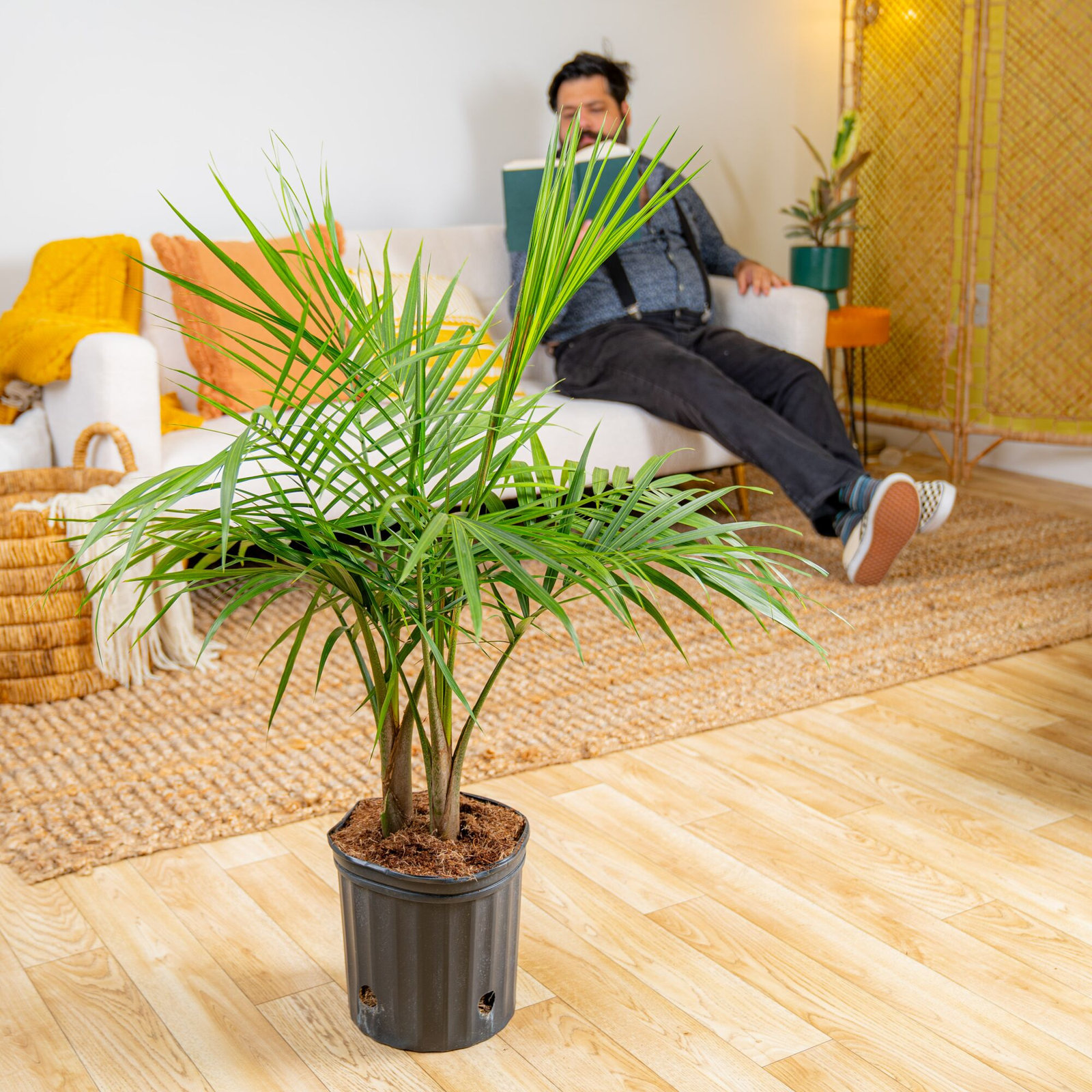 Costa Farms Majesty Palm Plant in Grow Pot
