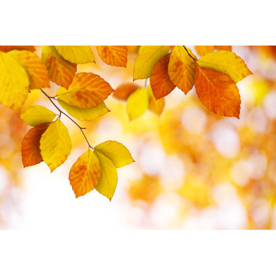 Autumn Leaves by Borchee