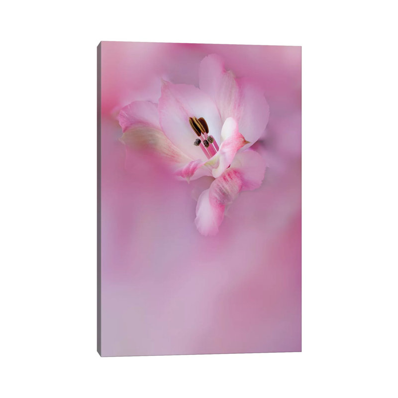 Usa, California. Close-Up Of Alstroemeria Flower. by Jaynes Gallery - Wrapped Canvas Print, 30.48cm H x 20.32cm W x 1.91cm D