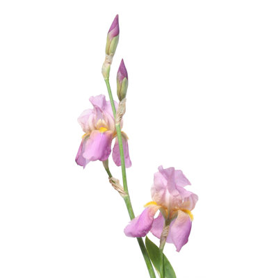 «Iris Style» par Valerie Loiseleux