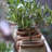 1 gal. Olive Tree