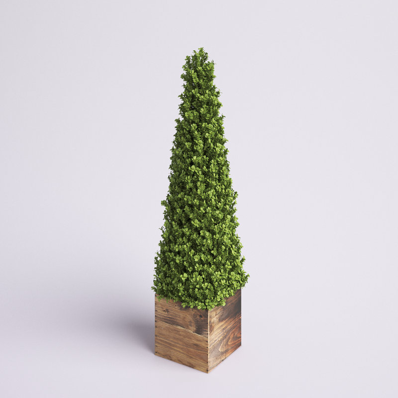 Topiaire de buis Armatha Spring en pot, H 36 po x l 6,5 po x P 6,5 po
