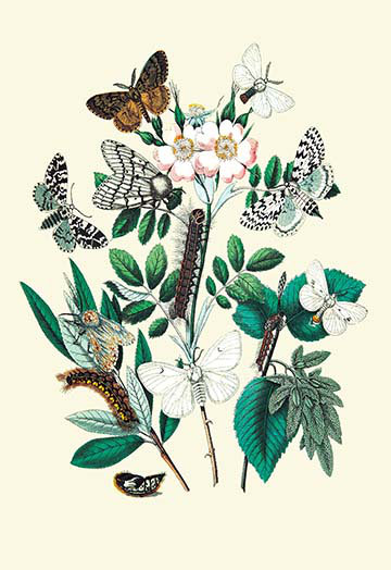 Moths : l. salicis, o. dispar, et al. par l kirby, reproduction d’art