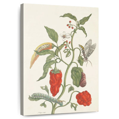 Peppers And Insects